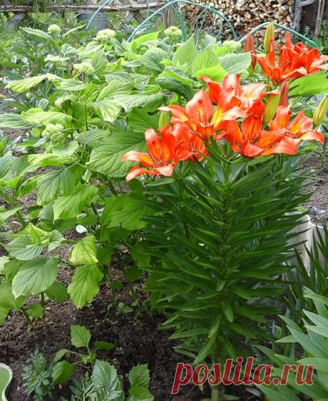 Лилии и гортензия (второй год)