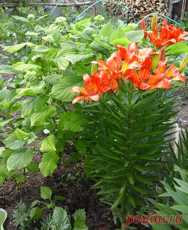 Лилии и гортензия (второй год)