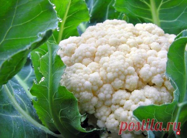 Эффективные советы по выращиванию цветной капусты | Твоя Дача | Яндекс Дзен