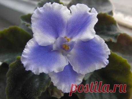 Выращивание фиалок, размножение фиалки в домашних условиях