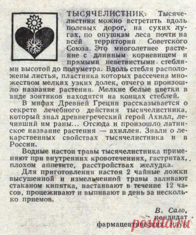 Тысячелистник