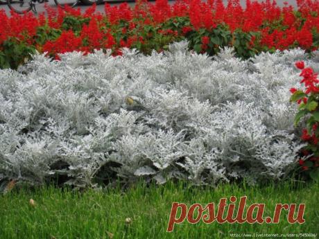 Серебро на клумбе — крестовник приморский — Делаем руками
