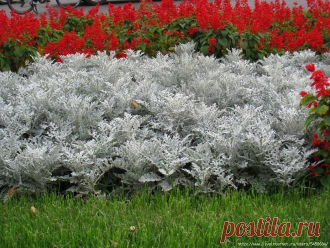 Серебро на клумбе — крестовник приморский — Делаем руками