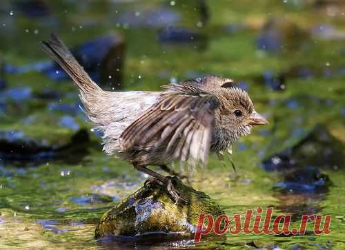 Мои Яндекс.Фотки