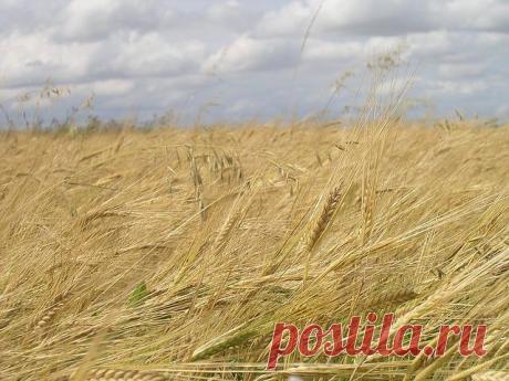 (59) Одноклассники