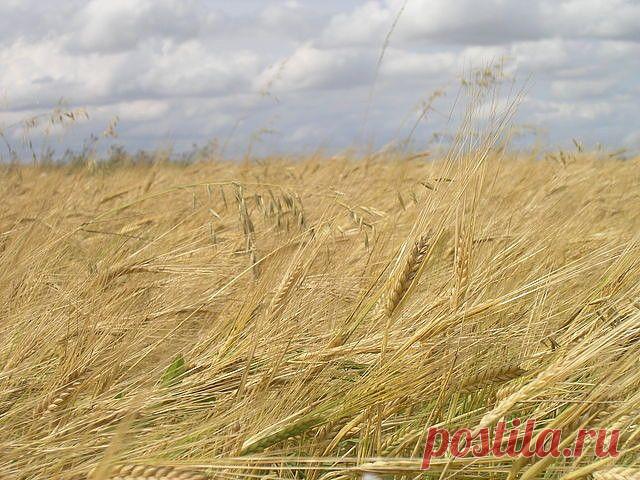 (59) Одноклассники