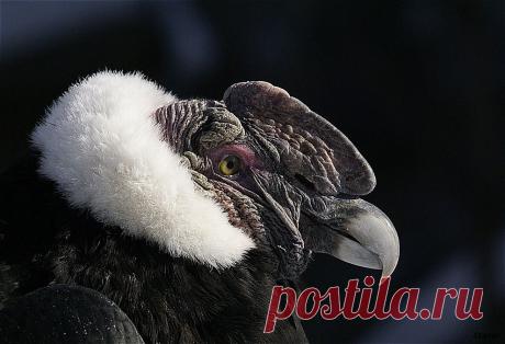 35PHOTO - Borsov Michail - В модном полушубке....:-)