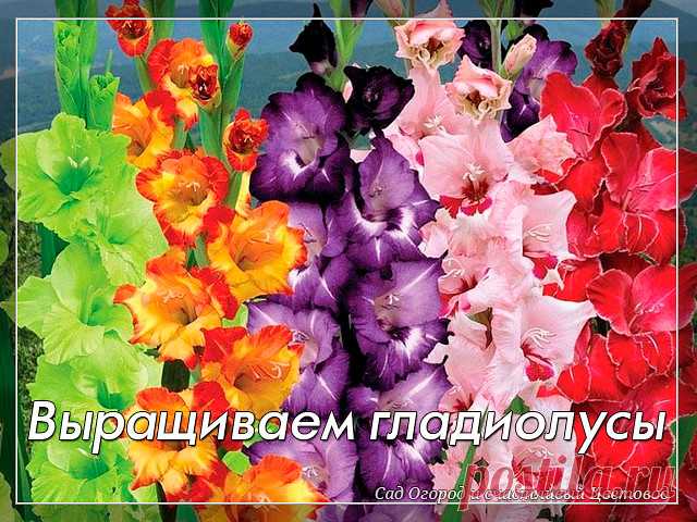 Выращиваем гладиолусы