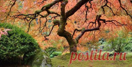 Япония: дегустация осени – РБК.Travel