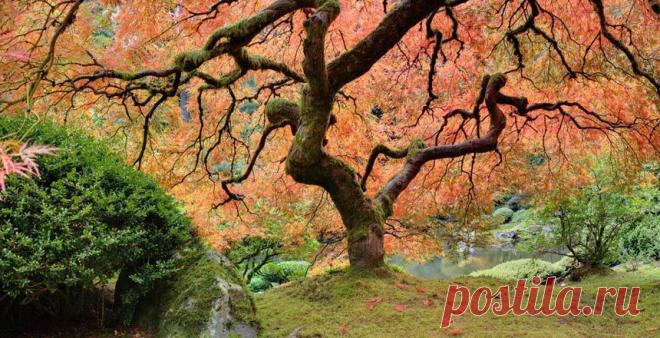 Япония: дегустация осени – РБК.Travel