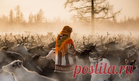 Среди оленей. Автор фото – Владимир Кушнарев: nat-geo.ru/photo/user/119710/