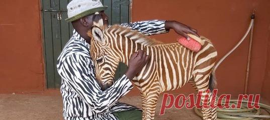 В африканской природоохранной организации за ласковой сироткой-зеброй ухаживают не только с любовью, но и со стилем 😎