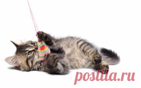 14 способов, как коты демонстрируют вам свою любовь