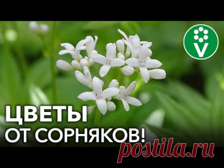 ЭТИ ЦВЕТЫ ЗАДАВЯТ САМЫЕ ЗЛОСТНЫЕ СОРНЯКИ НА УЧАСТКЕ!