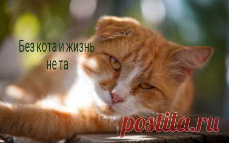 Часть 2, Без кота и жизнь не та — ориджинал