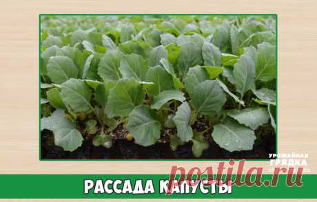 (85) Одноклассники