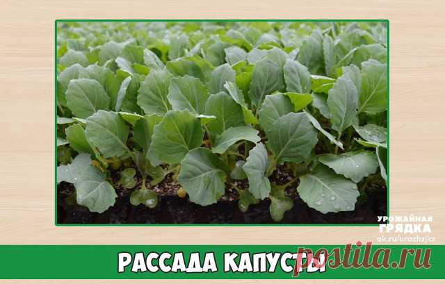 (85) Одноклассники