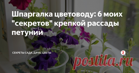 Шпаргалка цветоводу: 6 моих "секретов" крепкой рассады петунии Заметили ошибку в выращивании? В конце статьи напишу, что на этом фото не так
Я сажаю петунию каждый год. Первое время у меня никак не получалось вырастить жизнеспособную рассаду из семян. Постепенно дело пошло на лад, и я научилась  получать здоровые сеянцы. Методом проб и ошибок вывела 6 главных рекомендаций — залогов успеха.
Делюсь личными секретами с читателями канала. Возможно, Вы захотите чт