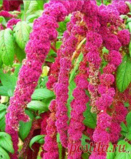 Лечебные свойства амаранта | ЗДОРОВЫЙ ДОМ