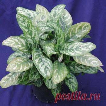 Комнатные растения с пестрыми листьями и их фото - Садоводка