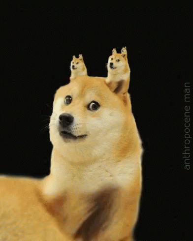 tenor.gif (392×490)