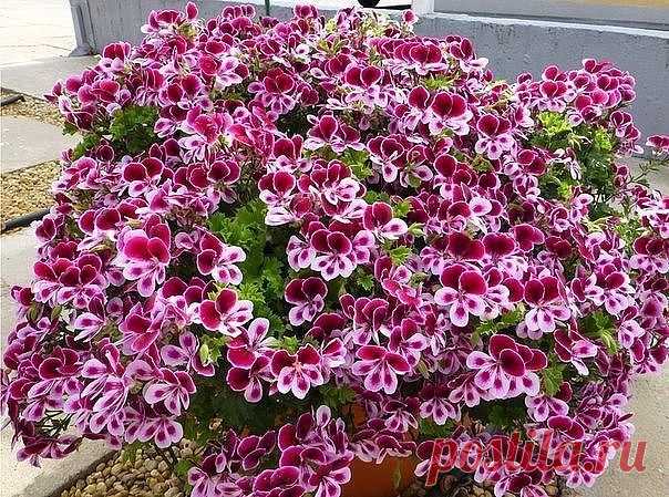 Одноклассники