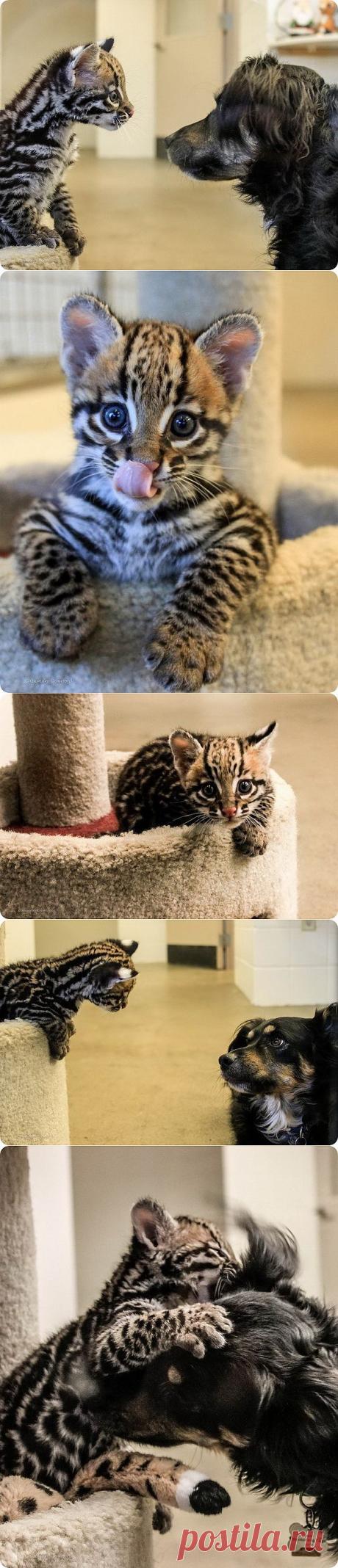 Детеныш оцелота и его друг из зоопарка Цинциннати | ZooPicture.ru