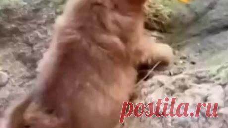 Друзья 🐶🐥