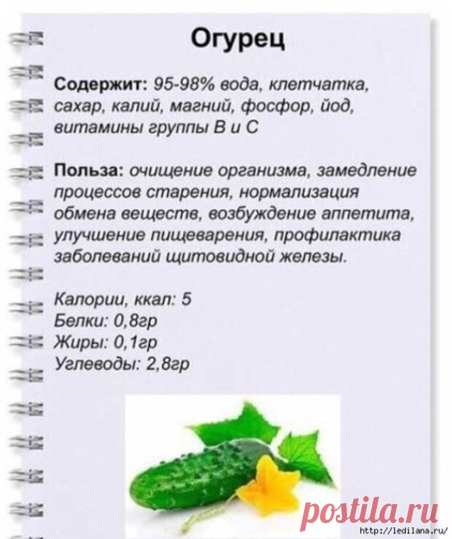 Секрет выращивания большого урожая огурцов. Просто и доступно