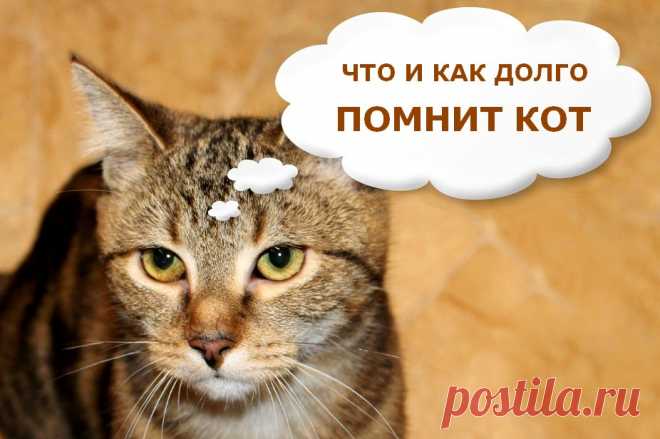 Кошачья память: что и как долго помнит кот? &raquo; Женский Мир