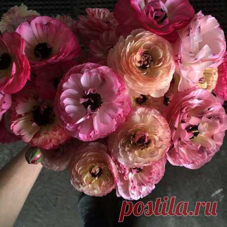 (33) Цветочек Цветок Ферма