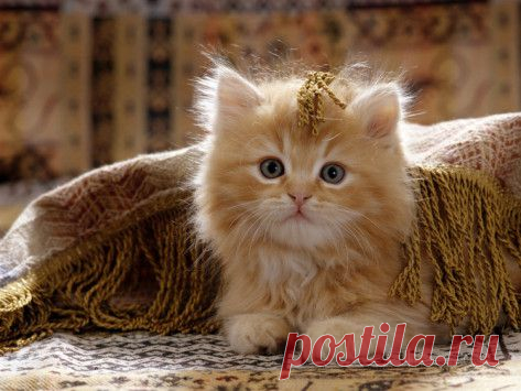 Domestic Cat, 8-Week, Portrait of Red Persian-Cross Male Kitten, Playing Under Fringed Cover Posters by Jane Burton at AllPosters.com