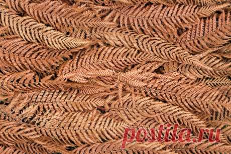 Лучшие материалы для зимнего укрытия растений