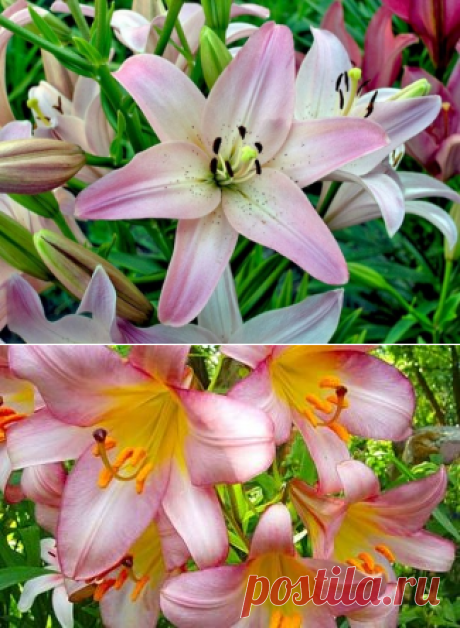 Посадка лилий или как правильно сажать лилии и на какую глубину