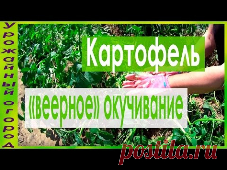 ►ВЕЕРНОЕ ОКУЧИВАНИЕ КАРТОФЕЛЯ!!!УРОЖАЙ В 2 РАЗА БОЛЬШЕ!!!