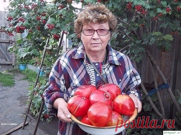 ΠОМИДОРΗЫЕ СЕКРЕТЫ БЫСТРОГО СОЗРЕΒАΗИЯ