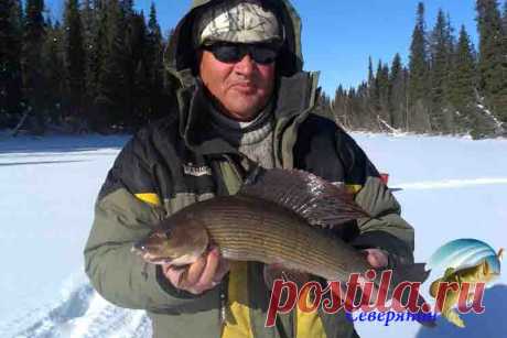 Ловля хариуса зимой на Енисее Великая русская река Енисей богата на разнообразные виды рыбы, водится здесь и хариус. Было время, когда рыболовы достаточно много вылавливали хариуса прямо с мостов через эту речку, но сейчас рыбы…