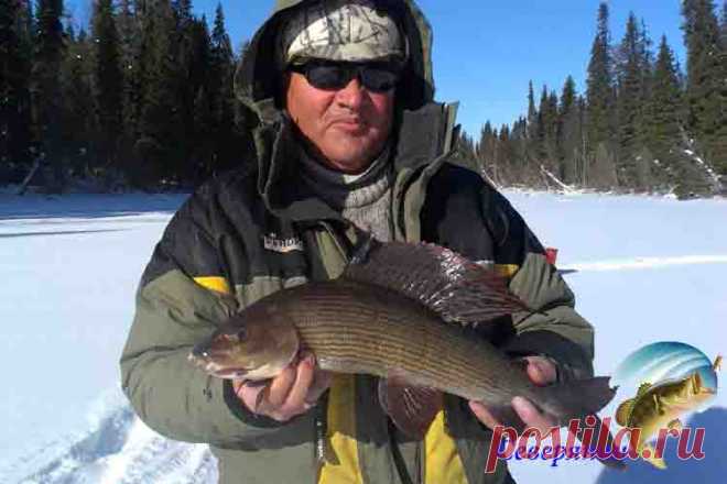 Ловля хариуса зимой на Енисее Великая русская река Енисей богата на разнообразные виды рыбы, водится здесь и хариус. Было время, когда рыболовы достаточно много вылавливали хариуса прямо с мостов через эту речку, но сейчас рыбы…