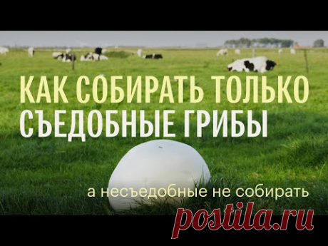 Для новичков. Как собирать только съедобные грибы. Михаил Вишневский - YouTube