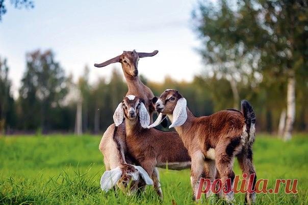 Страусы на монастырском подворье, Эдит Пиаф в коровнике и африканские сомы в историческом немецком имении XIX века – рассказываем о лучших фермерских хозяйствах вокруг двух столиц.