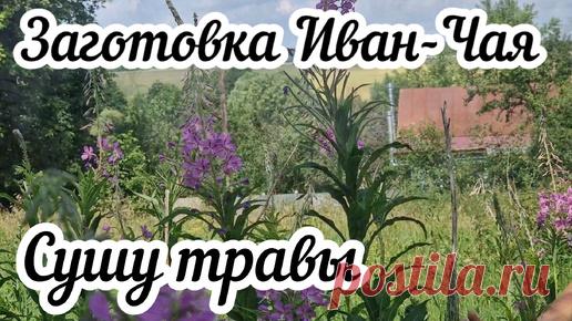 Заготовка Иван-Чая 🌿 Сушу травы 🌱 | Счастлива в Деревне | Дзен