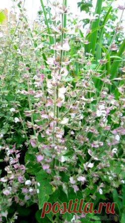 Шалфей мускатный