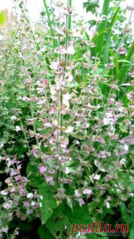 Шалфей мускатный