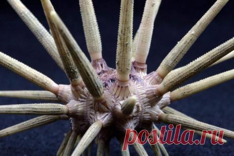 морской ёж