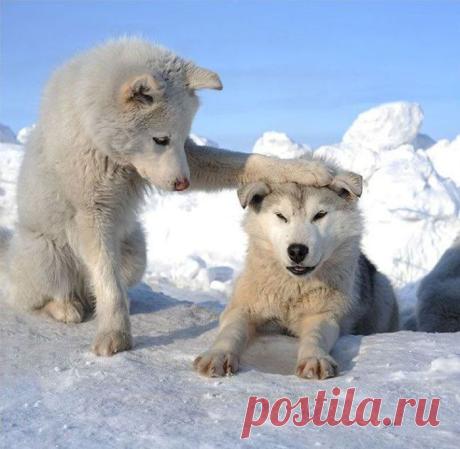 Братья и сёстры наши меньшие