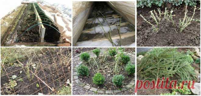 15 растений, которые обязательно нужно укрыть перед приходом зимы! | Любимая Дача | Яндекс Дзен