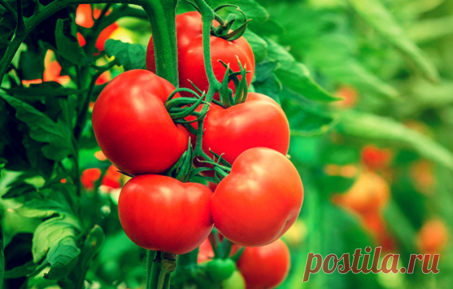 Меня приятно удивила урожайность томатов после советов тещи! Делюсь ее советами. Урожай в 3 раза вкуснее и крупнее | Твоя Дача | Яндекс Дзен