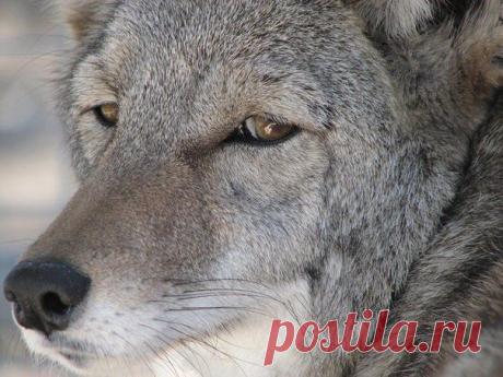 Одинокий волк