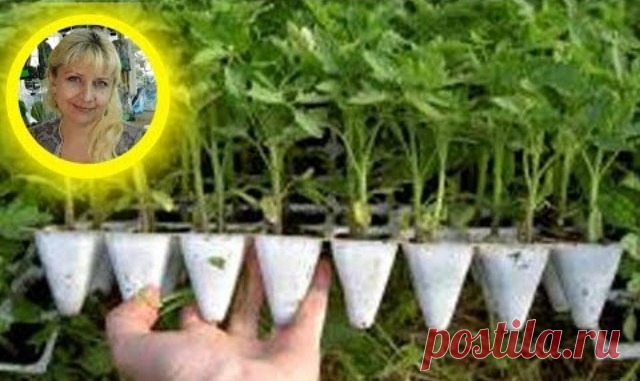 ТОМАТЫ РАСТУТ В 2 РАЗА БЫСТРЕЕ ! УСКОРЕНИЕ РОСТА РАССАДЫ ! Секретный метод, все в шоке — Копилочка полезных советов