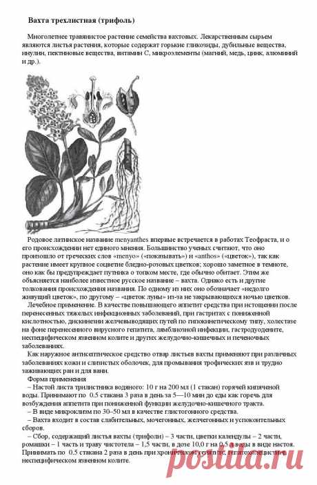 Вахта трехлистная (трифоль).
«Уникальные лечебные свойства сорняков»  Корсун В.Ф., Викторов В.К.
